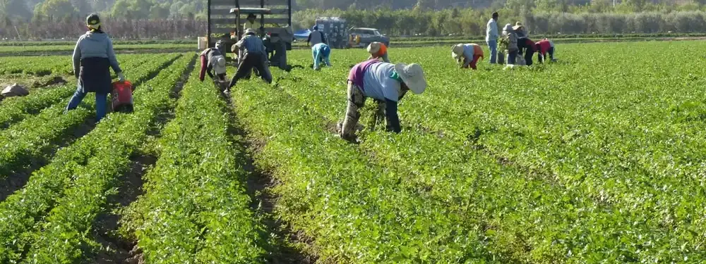 Trabajadores agrícolas de temporada cosechando en un campo de cultivo bajo el sol de la mañana